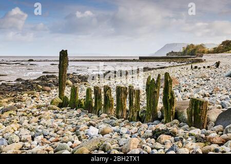 Weathered groynes in Gwynedd North Wales on the Aber coastline with the Menai Strait in the background Stock Photo