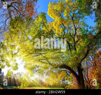 Colorful landscape shot of gorgeous trees in a park, with blue sky and the sun rays falling through the branches Stock Photo