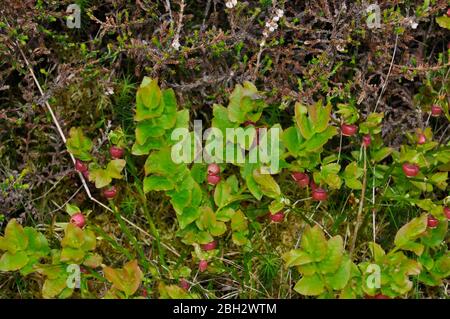 Bilberry (Vaccinium myrtillus) - or whortleberry, whinberry, European blueberry. Red flowers  in spring.Heather moorlands,open woodland on acid soils. Stock Photo