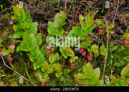 Bilberry (Vaccinium myrtillus) - or whortleberry, whinberry, European blueberry.Red flowers  in spring.Heather moorlands,open woodland on acid soils. Stock Photo