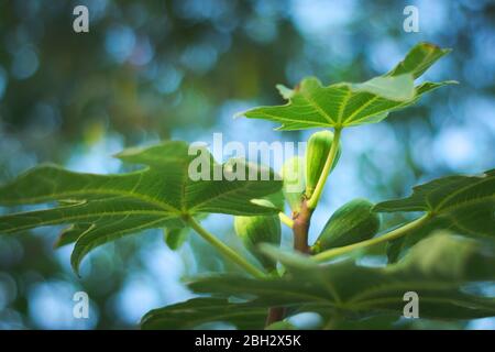 Green unripe figs (Ficus carica) on the tree. Stock Photo