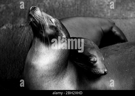 A baby fur seal cuddles up to her mother in the Galapagos Islands. Stock Photo