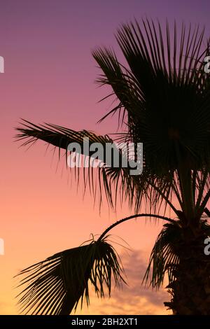 Palm tree silhouetted against a summer twilight sky. Stock Photo