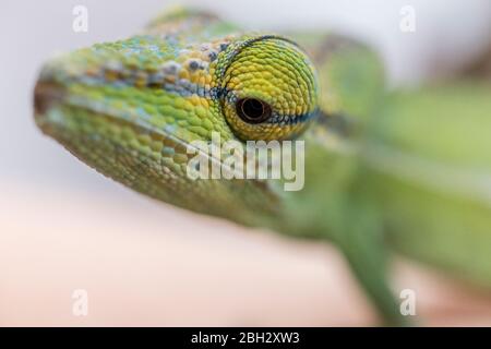 Close-up of a panther chameleon (Furcifer pardalis) on Madagascar