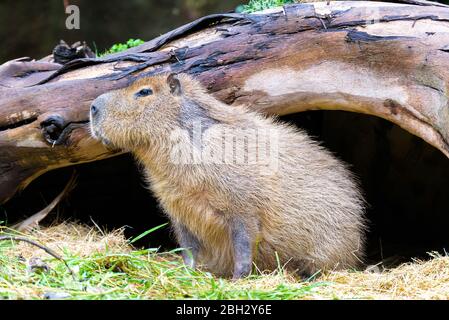 Capybara in its den. Wellington, New Zealand. Stock Photo