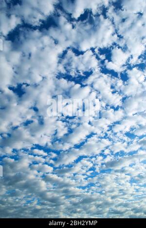 White, fluffy altocumulus clouds on a clean, blue summer sky. Stock Photo