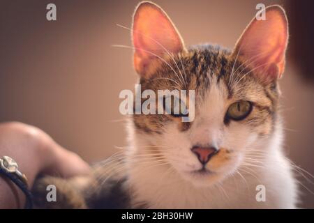 Beautiful tabby cat looking straight at the camera with an intense stare. Animal portrait. Stock Photo
