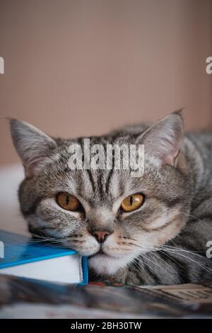 British smooth-haired striped cat on a the book Stock Photo