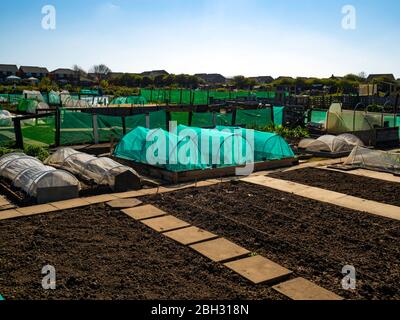 Very well tended Allotments in Marske by the sea North Yorkshire village in early spring Stock Photo