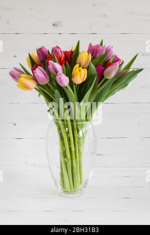 Glass vase with fresh multi-colored tulips. Stock Photo
