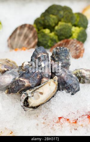 Far Eastern oysters on a crumb of ice. Showcase in a restaurant. Stock Photo