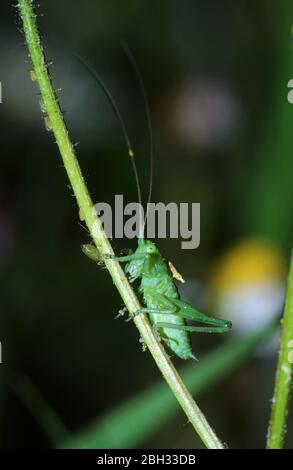 close-up of green cricket climbing a stem of plant Stock Photo