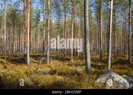 Young pine forest ( Pinus Sylvestris ) growing on boggy ground , Finland Stock Photo