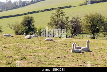 Alpacas in a Field In Surrey UK Stock Photo