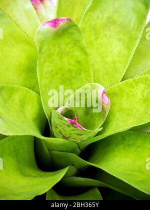 Detail texture and thorns at the edge of the Bromeliad leaves Stock Photo