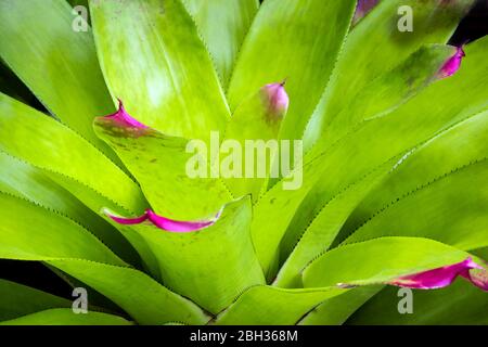 Detail texture and thorns at the edge of the Bromeliad leaves Stock Photo