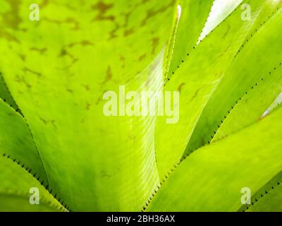 Detail texture and thorns at the edge of the Bromeliad leaves Stock Photo