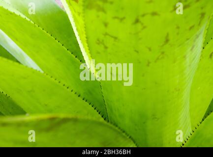 Detail texture and thorns at the edge of the Bromeliad leaves Stock Photo