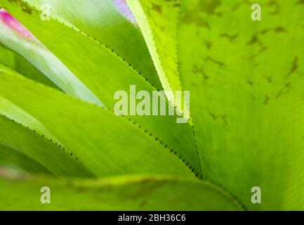 Detail texture and thorns at the edge of the Bromeliad leaves Stock Photo