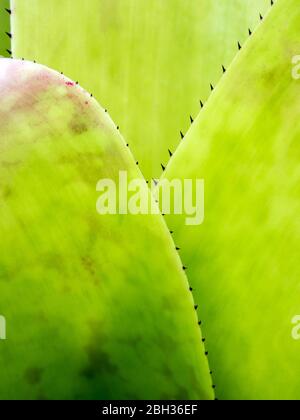 Detail texture and thorns at the edge of the Bromeliad leaves Stock Photo