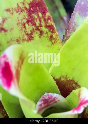 Detail texture and thorns at the edge of the Bromeliad leaves Stock Photo