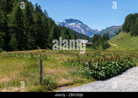 The mountain village of Crampiolo present at Alpe Devero, Lepontine Alps, Ossola, Piedmont, Italy Stock Photo