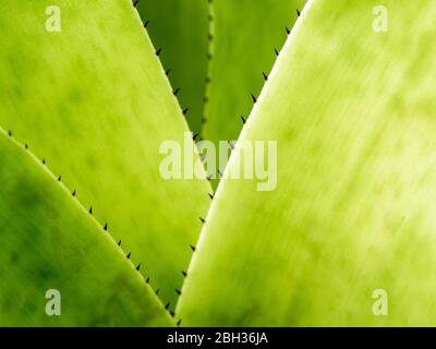 Detail texture and thorns at the edge of the Bromeliad leaves Stock Photo