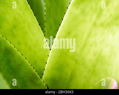 Detail texture and thorns at the edge of the Bromeliad leaves Stock Photo