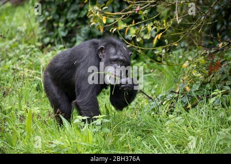 Chimpanzee; Chester Zoo; UK Stock Photo