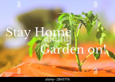 Stay Home Garden on! quote. Man gardening in his yard while self isolating. Stock Photo
