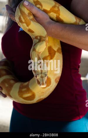 Woman holds big, heavy Burmese python that is wrapped around her hips. Stock Photo