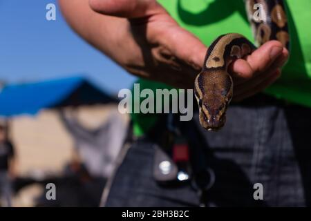 Man is holding small baby ball python that is crawling towards the camera. The snake is his pet. Stock Photo
