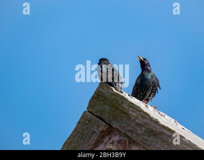A pair of glossy European starlings, Sturnus vulgaris, perched on a gable roof on sunny day with clear blue sky, East Lothian, Scotland, UK Stock Photo