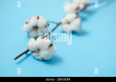 Beautiful white cotton flowers on background. Stock Photo