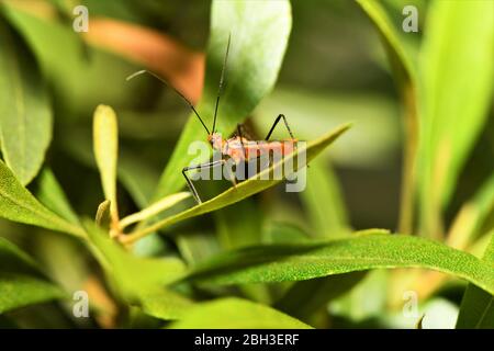 The milkweed assassin bug. Stock Photo