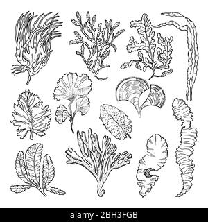 seaweed outline in isolation. linear drawing a set of objects. marine plants  Stock Vector | Adobe Stock