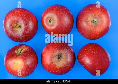 Six red Aroma apples isolated  on blue background, Södermanland, Sweden Stock Photo
