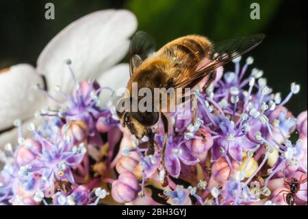 Little Bee Gathering Pollen on Hydrangea flower Stock Photo