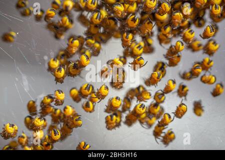 Newly hatched baby Araneus diadematus garden spiders Stock Photo