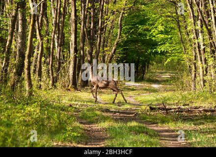 Deers in spring forest Stock Photo