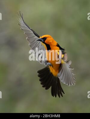 Altamira oriole, Alamo, Rio Grande Valley, Texas, USA Stock Photo