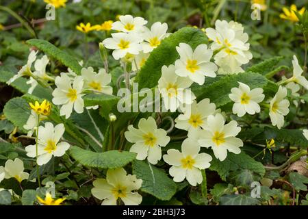 Yellow eyed cream flowers of the spring blooming primrose, Primula vulgaris Stock Photo