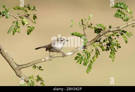 Bewick's Wren (Thryomanes bewickii), Laguna Seca Ranch, Southern Texas Stock Photo