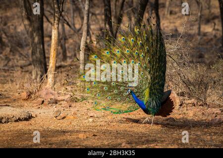 peafowl or male peacock dancing with full colorful wingspan to attracts female partners for mating at ranthambore national park or tiger reserve Stock Photo