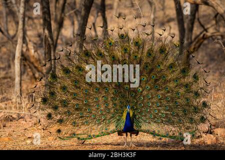 peafowl or male peacock dancing with full colorful wingspan to attracts female partners for mating at ranthambore national park or tiger reserve Stock Photo