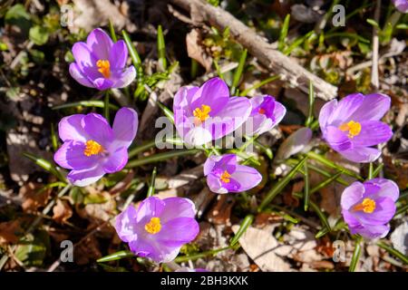 Small purple crocus blooming viewed from above in early spring through dead leaves Stock Photo