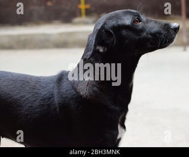 An abandoned Indian street dog or stray dog Stock Photo