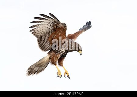 Juvenile Harris's Hawk in flight (Parabuteo unicinctus), Laguna Seca Ranch, Rio Grande Valley, Texas, USA Stock Photo