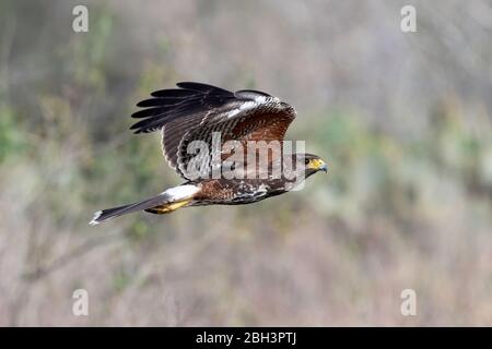 Juvenile Harris's Hawk in flight (Parabuteo unicinctus), Laguna Seca Ranch, Rio Grande Valley, Texas, USA Stock Photo