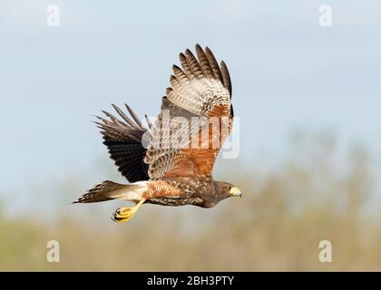 Juvenile Harris's Hawk in flight (Parabuteo unicinctus), Laguna Seca Ranch, Rio Grande Valley, Texas, USA Stock Photo